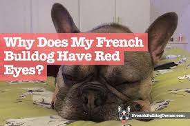 Have you ever noticed that your bulldog's eyes sometimes appear to be rolling back when they sleep? Why Does My French Bulldog Have Red Bloodshot Eyes