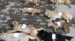 Evita di tenere il guinzaglio troppo lungo o alcuni consigli per far sì che il momento della. Il Cane Non Smette Di Abbaiare In Casa La Padrona Lo Uccide Affogandolo Nella Vasca Da Bagno