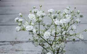 Pin On Flowers And Plants