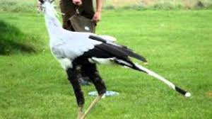 A very very beautiful themrockish version of a secretary bird (and the little snake at the foot made me smile ). Secretary Bird Chasing And Killing A Snake Youtube
