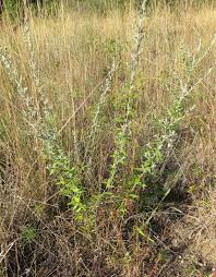 Image result for Athrixia phylicoides