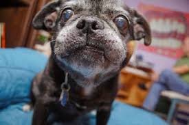 Regardless of covid, never send deposits site unseen. Buggs Puppies For Sale Buggs Dog Breeders