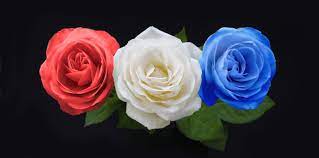 Pink mean gratitude, appreciation, and admiration white lillies symbolize humility and devotion, as the flowers most often associated with funerals, lilies symbolize that the soul of the departed has received restored. Red Yellow White Rose Meaning In Hindi