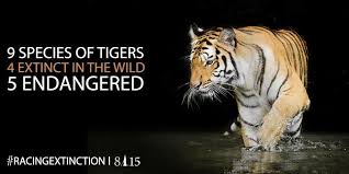 Racing Extinction On Twitter Racing Extinction Tiger Species Endangered Animals