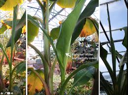 Image result for Musaceae