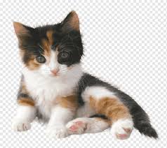 The baby is solid white so i named it casper. Popular Cat Names Png Images Pngwing