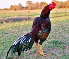 Mengenal ayam saigon ayam petarung asli datang dari negara vietnam yang sengaja di jadikan sabung ayam saigon sangat bisa di ungulkan dalam hal pukulan yang sering sekali bisa di bilang. 87 Gambar Ayam Vietnam Aduan Kekinian Infobaru