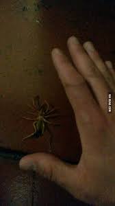 A camel spider, which is also in the class arachnida with spiders interestingly enough, is not a spider at all. Freaky Deaky Red Roman Aka Camel Spider Found In The Karoo South Africa 9gag
