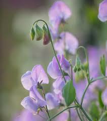 Image result for Lathyrus
