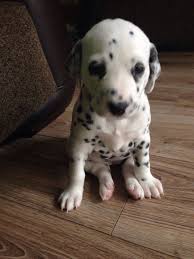 Feel free to browse hundreds of active classified puppy for sale listings, from dog breeders in pa and the surrounding areas. A Beautiful Female Dalmatian Puppy Left For Sale London East London Pets4homes