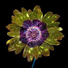 An Ultraviolet Induced Visible Fluorescence Uvivf Photograph Of A Flower By Craig P Burrows Most Organic Material G Glowing Flowers Ultra Violet Plant Art