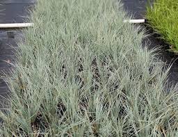 It reaches a height and spread of 2 ft. Helictotrichon Sempervirens Blue Oat Grass Awa Nursery