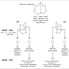 A Flow Chart Of The Laboratory Exercise Di 5 Distilled