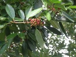 Image result for Ilex mitis