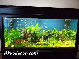Tanaman ini bisa tumbuh hingga. Jual Tanaman Aquascape Jakarta Jual Tanaman Aquascape Jakarta Jual Ikan Hias Aquascape Tanaman Aquascape