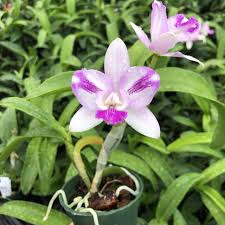 Image result for Eulophia calantha