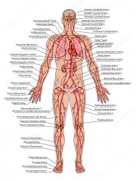 diagram of the human organs stock images royalty free