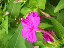Mirabilis Jalapa The Four O Clock Flower Or Marvel Of Peru Is The Most Commonly Grown Ornamental Species Clock Flower Night Blooming Flowers Blooming Plants