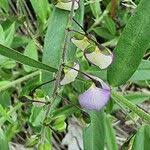 Image result for Polygala sphenoptera