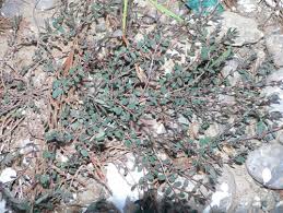 Image result for Euphorbia granulata