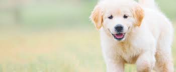 Sarah O'Dwyer, Author at Petmania