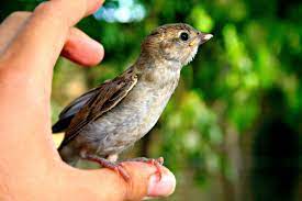 Do Birds Make Good Pets Pethelpful