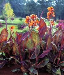 Canna Phasion Needs Full Sun Jardins