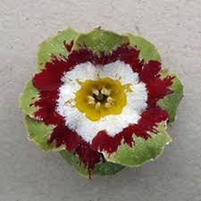 Image result for Berkheya radula