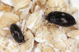 Mit den genannten tipps und hilfsmitteln lassen sich kleine schwarze käfer im haus zuverlässig entfernen. Kleine Schwarze Kafer In Haus Und Garten Welche Art Ist Es