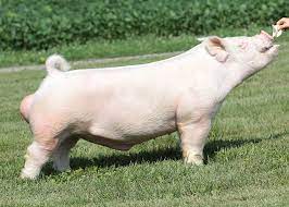 His mother was 4th overall duroc gilt oye bred by dustin ham. Boars Southern Gold Sires