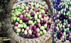 Meknassi La Collecte D Olives Et Les Huileries En Etat D Arret Kapitalis