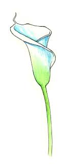 How To Draw Calla Lillies Flower Drawing Lilies Drawing Drawings