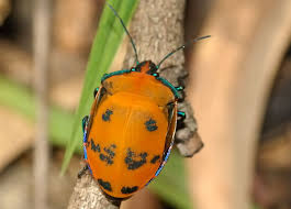 Harlequin beetles 0:01 squash bugs 0:52 giraffe weevils 1:23 monarch butterflies 1:50 mealworm. Cotton Harlequin Bug Tectocoris Diophthalmus