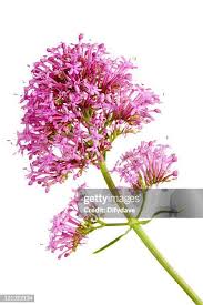 Image result for Valeriana