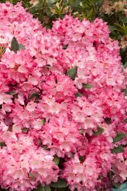 Anna Rose Whitney Rhododendron Monrovia Anna Rose Whitney Rhododendron Rhododendron Anna Rose Monrovia Plants