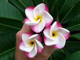 Pink Pansy In 2020 Pansies Plumeria Petals