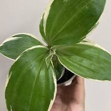 Image result for Liparis mulindana