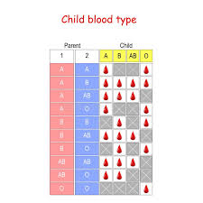 child blood type diagram stock vector illustration of