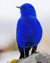 The Grandala Is A Bird Species Now Placed In The Family Turdidae It Is An Arboreal Insectivore It Ranges Ac Beautiful Birds Nature Birds Most Beautiful Birds