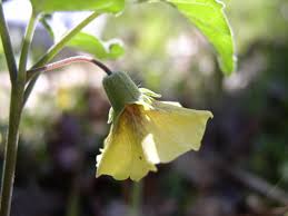 Image result for Physalis pubescens