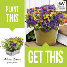 Check out our proven winner salvia selection for the very best in unique or custom, handmade pieces from our shops. Proven Winners Pre Order One Of Our Flower Pillows Today And Choose From 26 Recipes And 4 Delivery Dates Each Pillow Is 26 99 With Free Shipping U S Only Click To Shop Now