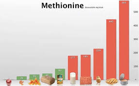 Animal Protein Methionine Cancer Whole Foods Plant