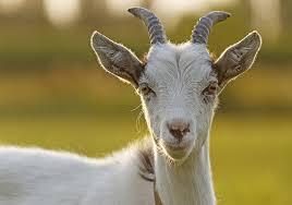 I said in my last video, a great way to get context for the meaning of slang is to go to instagram. Goat Symbolism Meaning Totem Spirit Omens World Birds