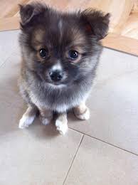 These pom puppies are highly trainable balls of fluff. Chihuahua Pomeranian Mix Brown Images