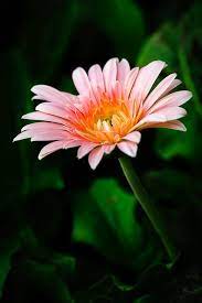 Gerbera Flower Gerbera Flower Amazing Flowers Gerbera