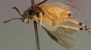 Image result for Selago dinteri