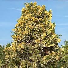 Image result for Calocedrus decurrens