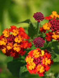 Image result for Lantana