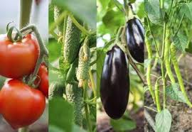 Eggplant Companions Learn About Companion Planting With