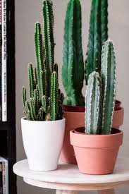 Urban Jungle Bloggers Plantshelfie 2 By Nerdyliving Indoor Cactus Plants Cactus Plants Cactus House Plants